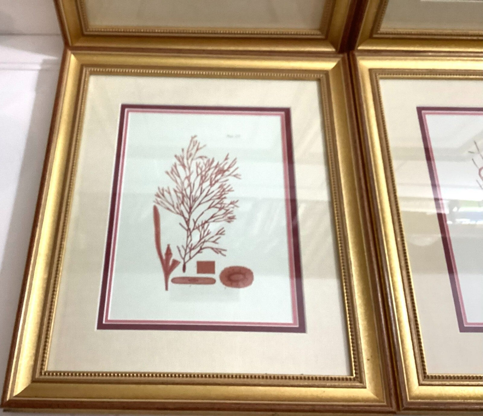 Set Of 4 Shade Of Coral In Gold Framed. Immaculate. All Numbered