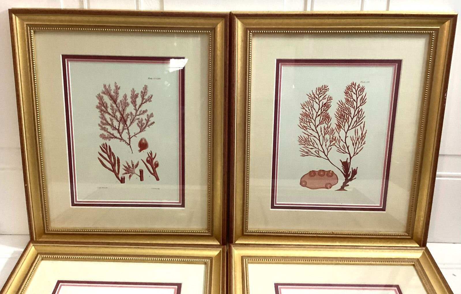 Set Of 4 Shade Of Coral In Gold Framed. Immaculate. All Numbered