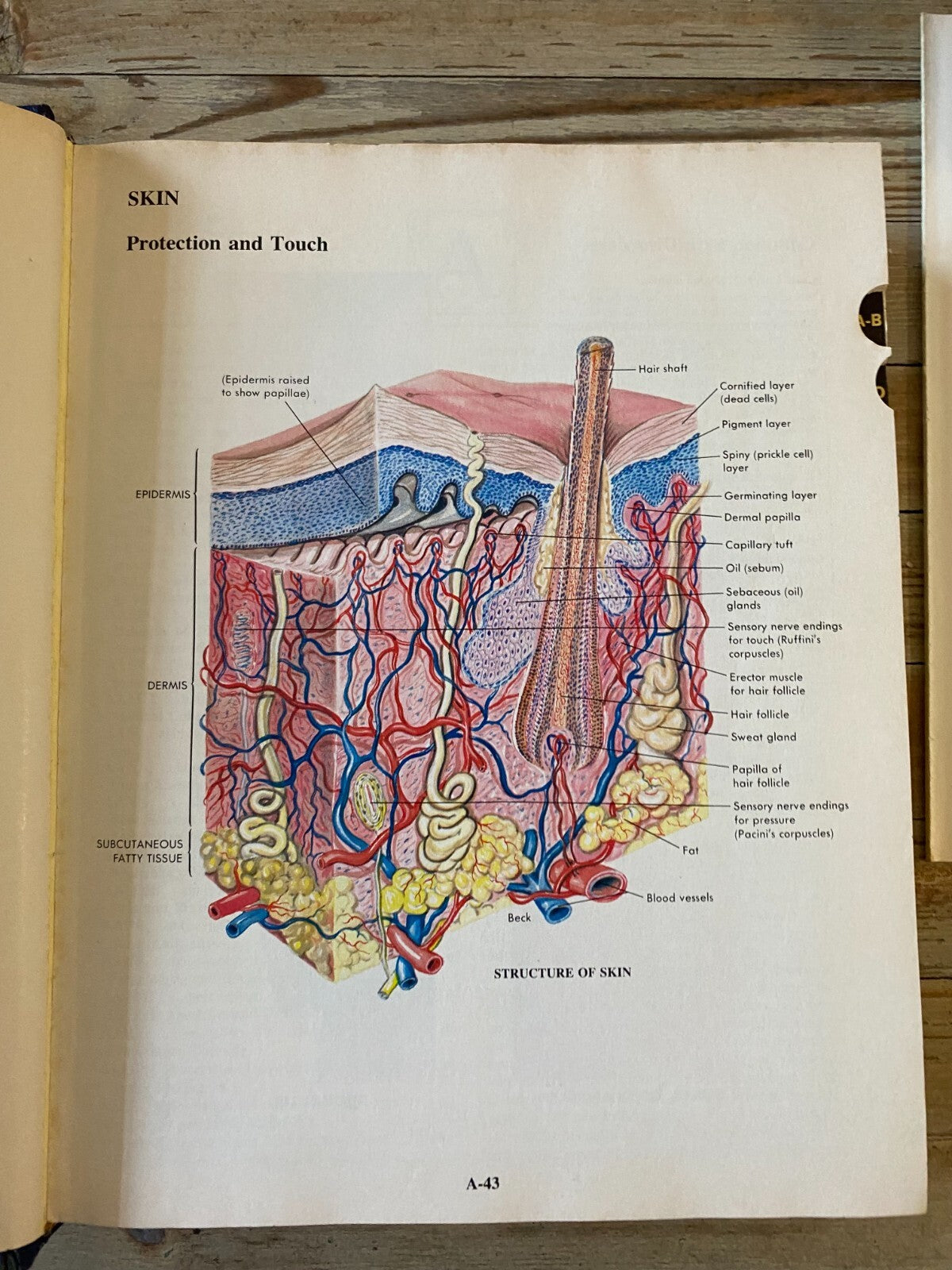 Mosbys Medical And Nursing Dictionary 2nd Edition 1986 Illustrated Hardcover