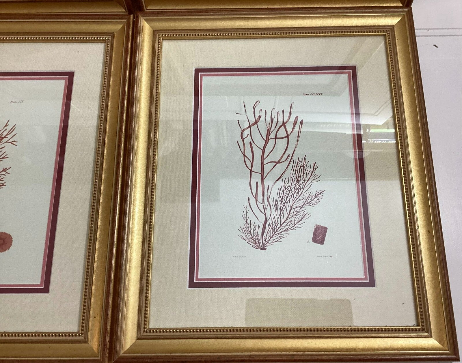 Set Of 4 Shade Of Coral In Gold Framed. Immaculate. All Numbered
