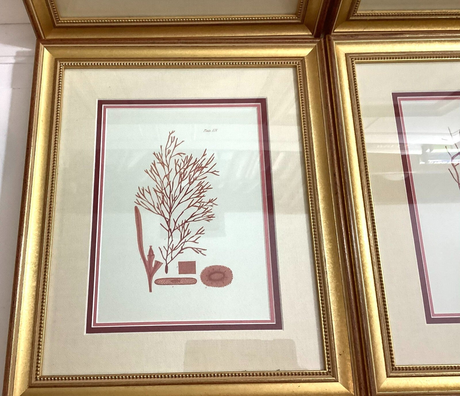Set Of 4 Shade Of Coral In Gold Framed. Immaculate. All Numbered