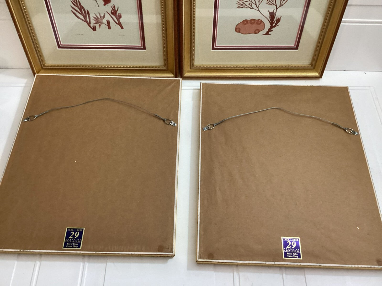 Set Of 4 Shade Of Coral In Gold Framed. Immaculate. All Numbered