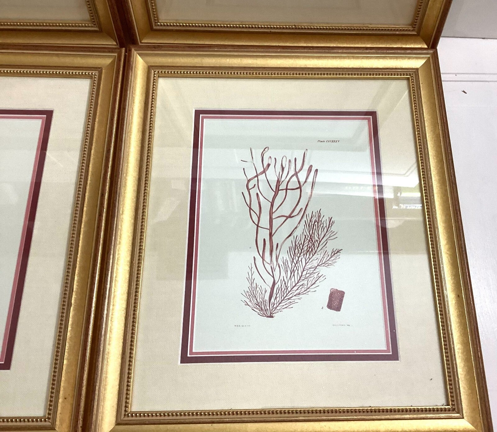 Set Of 4 Shade Of Coral In Gold Framed. Immaculate. All Numbered