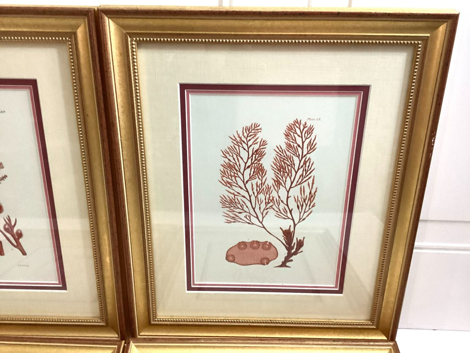 Set Of 4 Shade Of Coral In Gold Framed. Immaculate. All Numbered