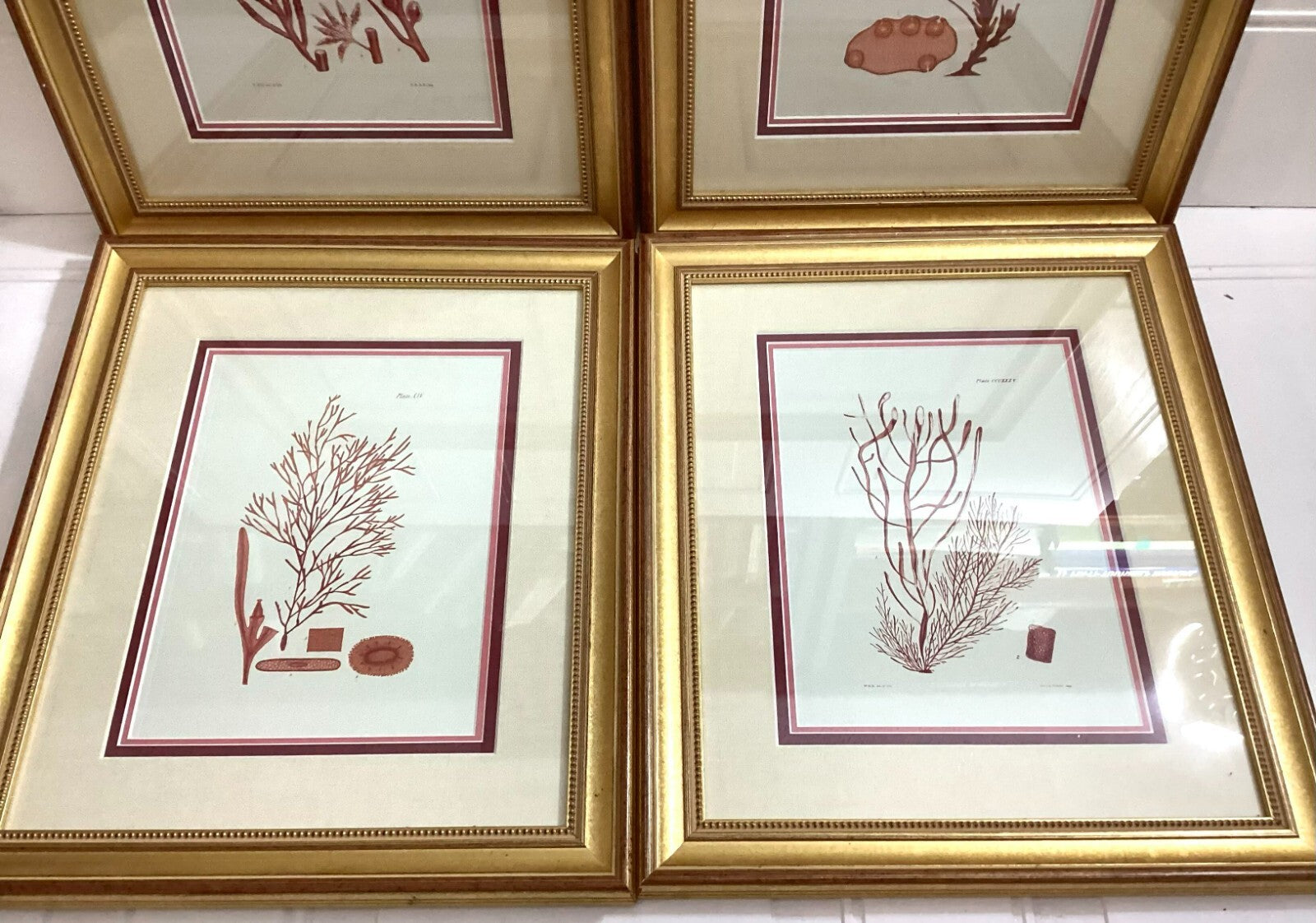 Set Of 4 Shade Of Coral In Gold Framed. Immaculate. All Numbered
