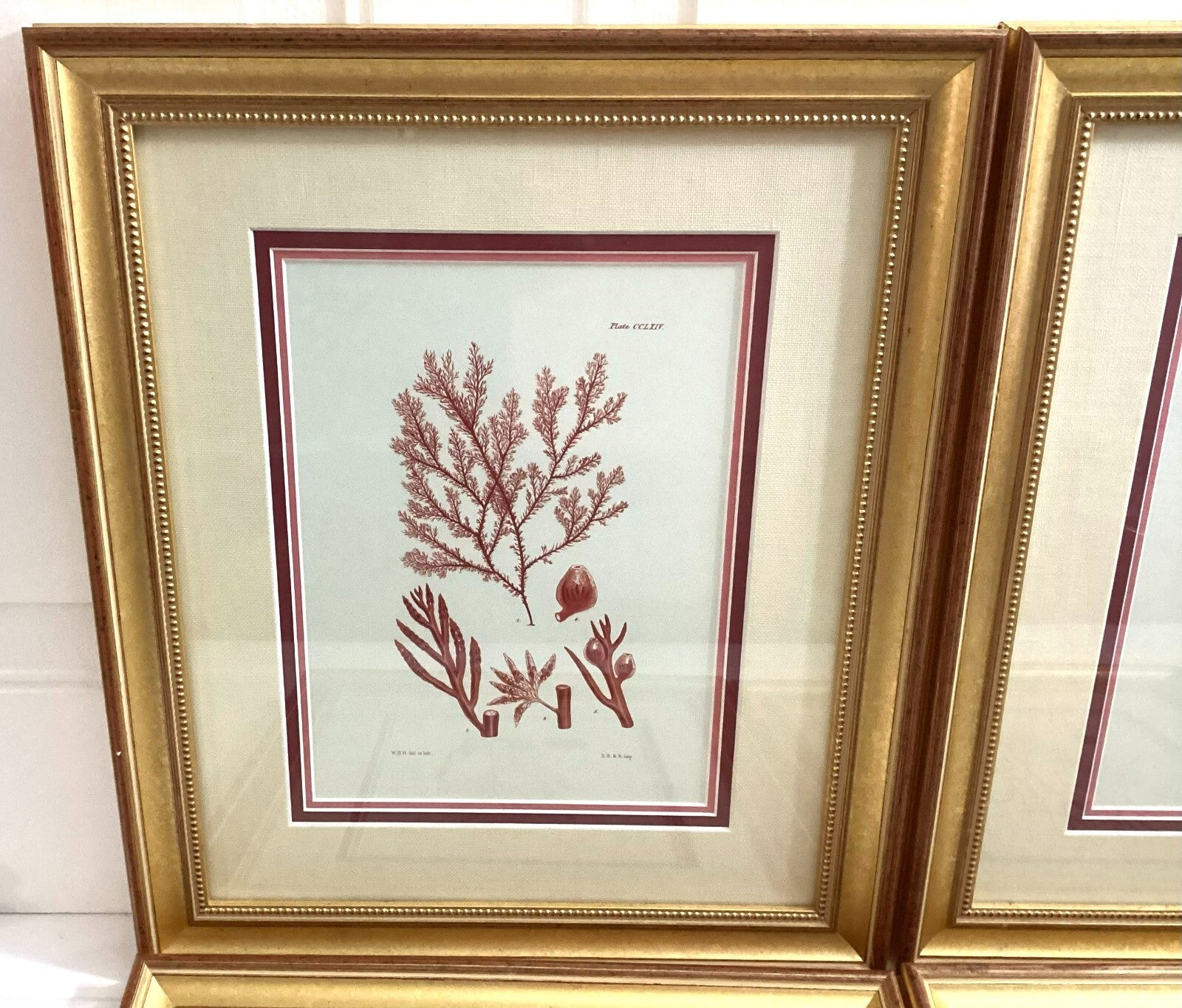 Set Of 4 Shade Of Coral In Gold Framed. Immaculate. All Numbered